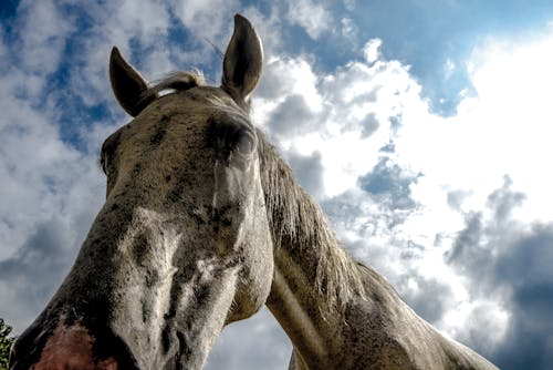 Free stock photo of clouds, horse, mother nature