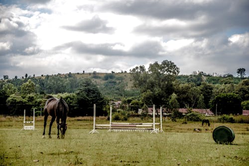 Free stock photo of clouds, equine, farm