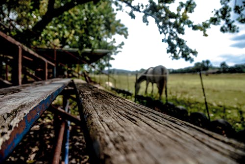 Fotos de stock gratuitas de arboles, banco, caballo