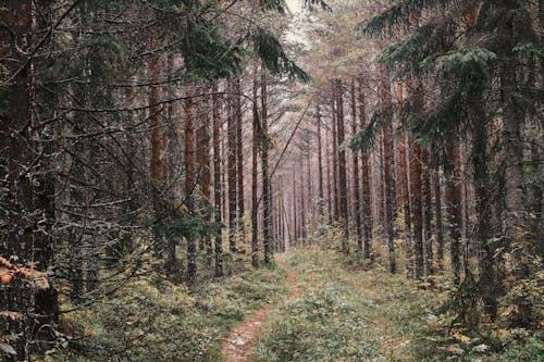 A Pathway Covered with Shrubs Surrounded with Tall Pine Trees