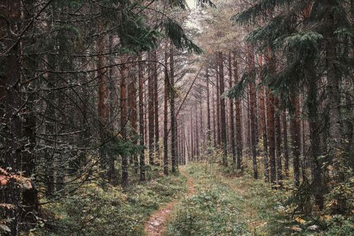 Free A serene trail through a misty evergreen forest conveying tranquility and natural beauty. Stock Photo