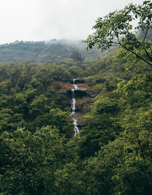 A Waterfalls in the Jungle