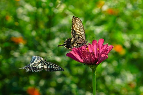 Tiger Swallowtail Butterflies and Pink Flower in Blurred Background 