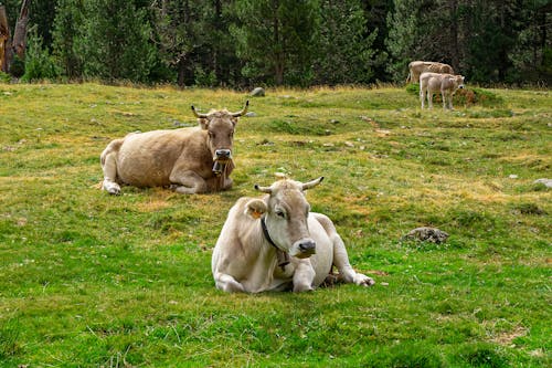 Bezpłatne Darmowe zdjęcie z galerii z bydło, krowy, pole trawy Zdjęcie z galerii