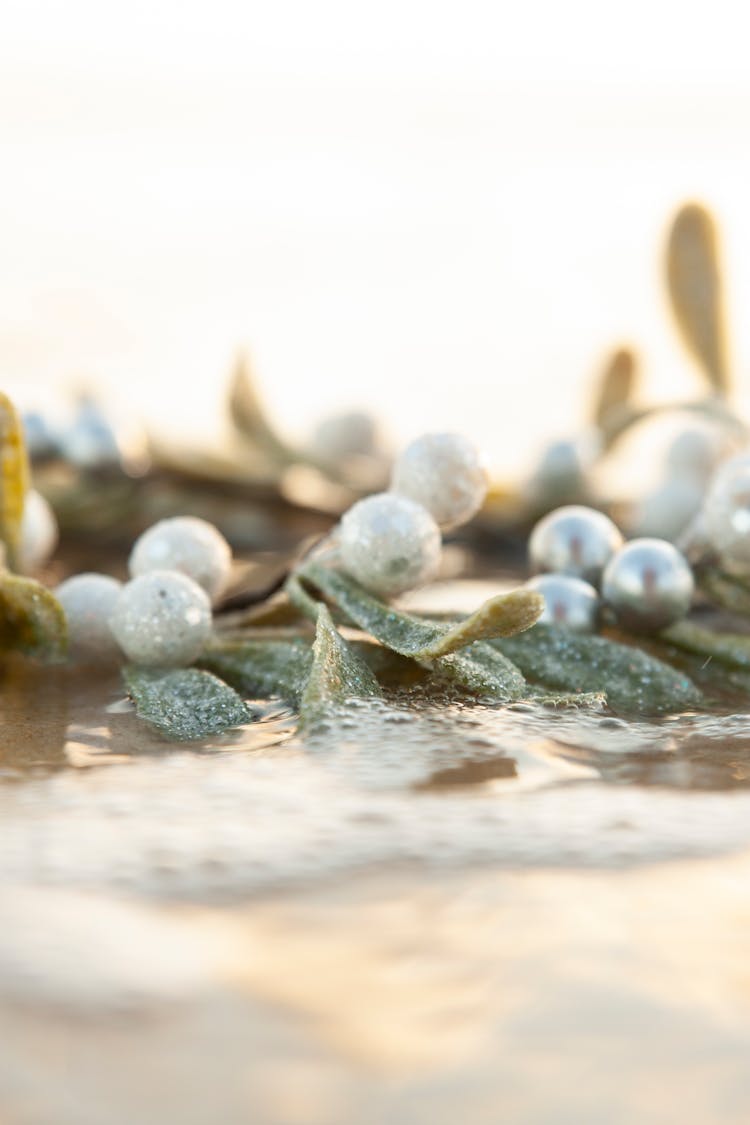 Close Up Of Plants In Water