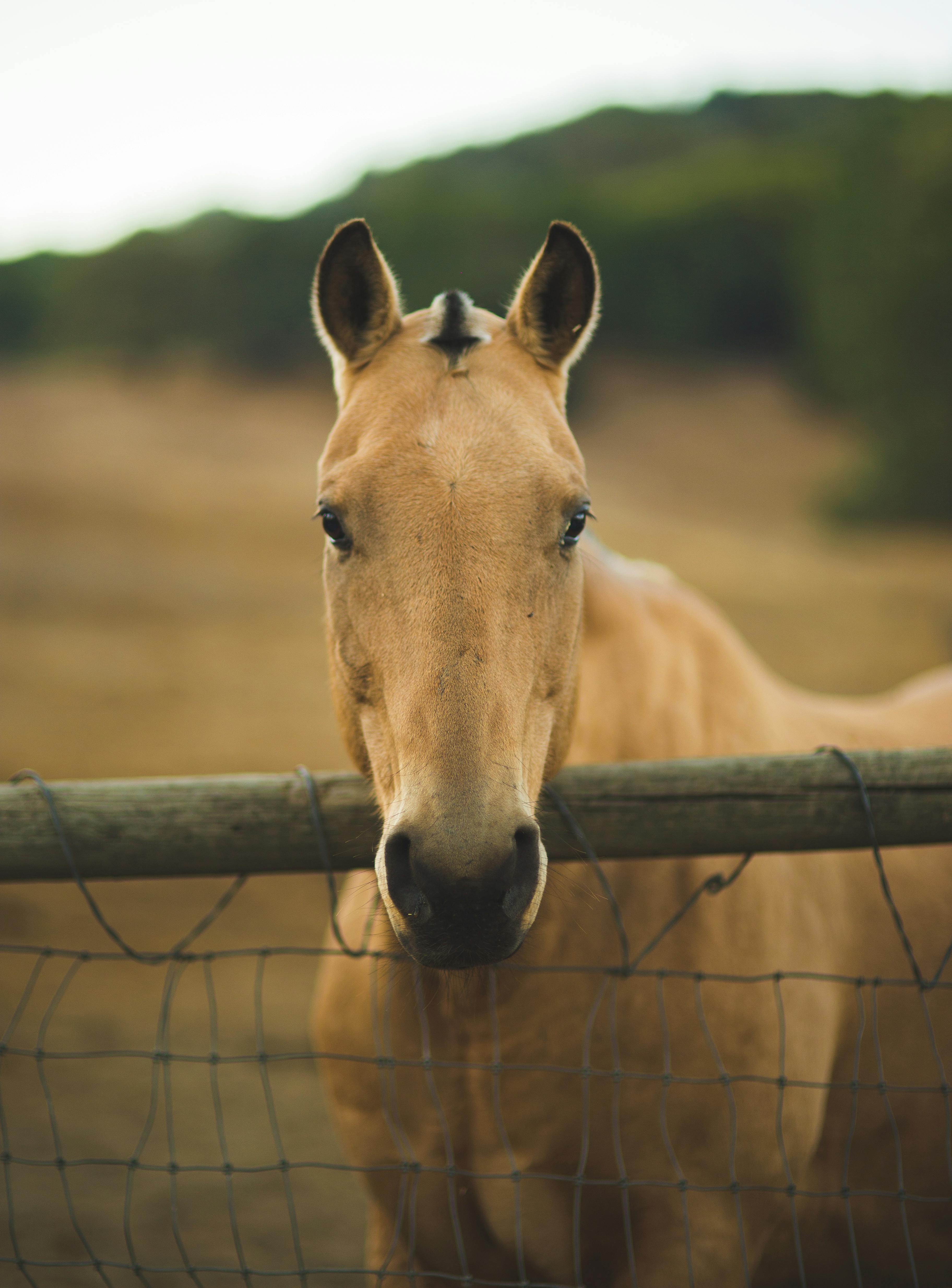 Close-up of a palomino horse looking over a wire fence in a Sonoma pasture.