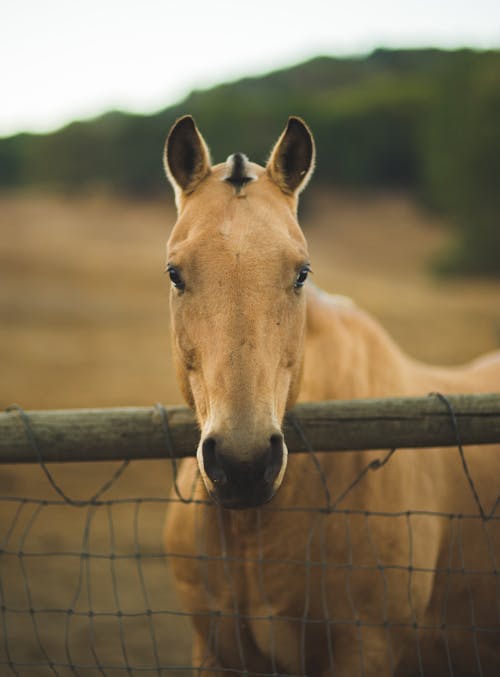 Free A Horse Leaning on a Wooden Pole and Metal Fence Stock Photo