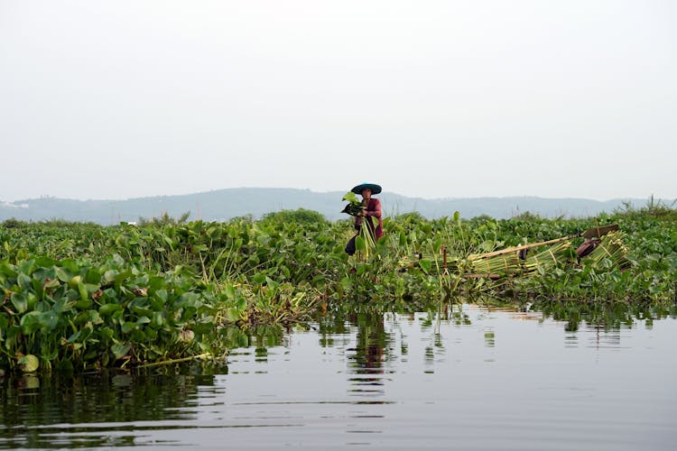 A Person Riding A Boat Harvesting Water Lily Leaves In A Lake