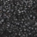 一张覆盖着水滴的深色多汁叶子的详细照片