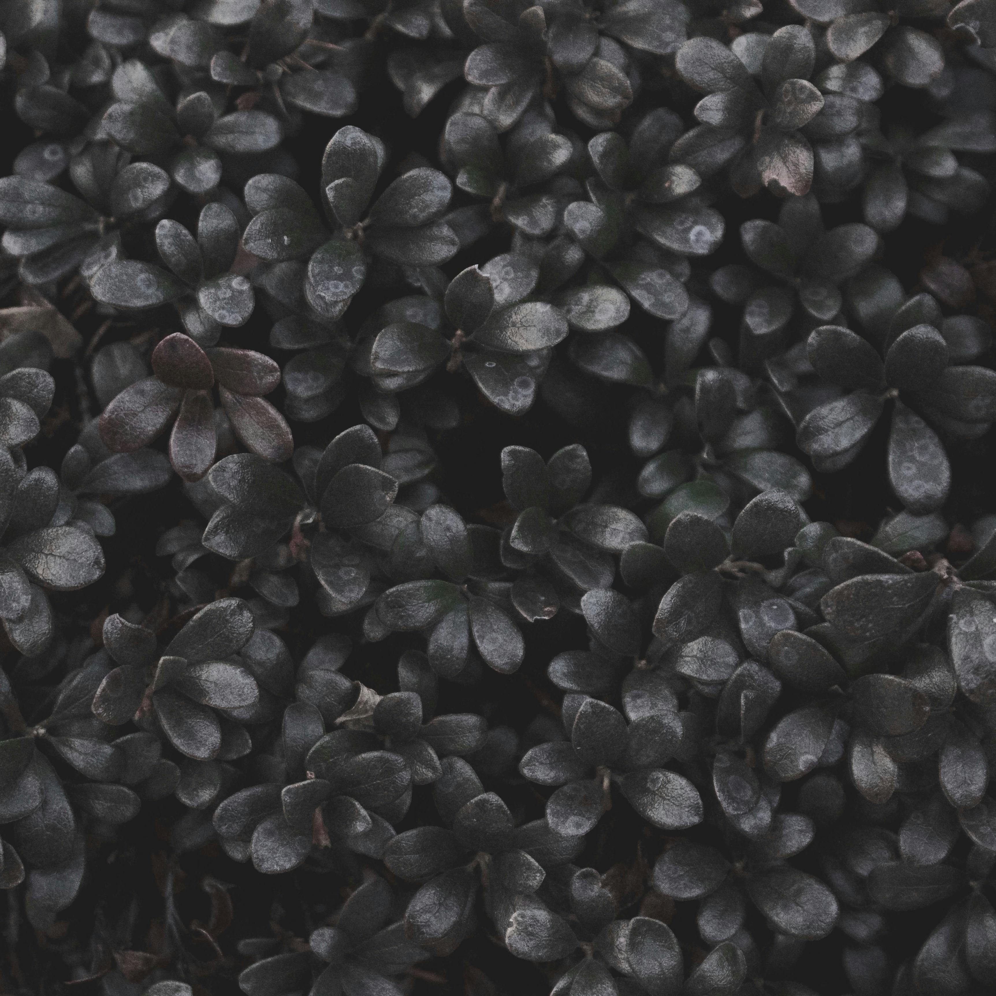 Photo of Black Petaled Flowers · Free Stock Photo