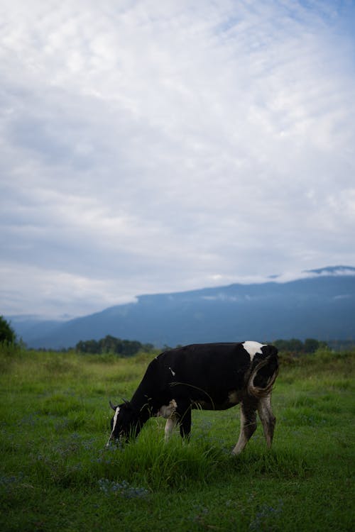 Imagine de stoc gratuită din animal, bovine, câmp