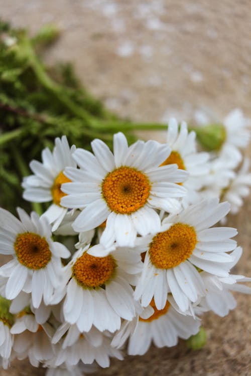 Fotos de stock gratuitas de camomila, flora, floración