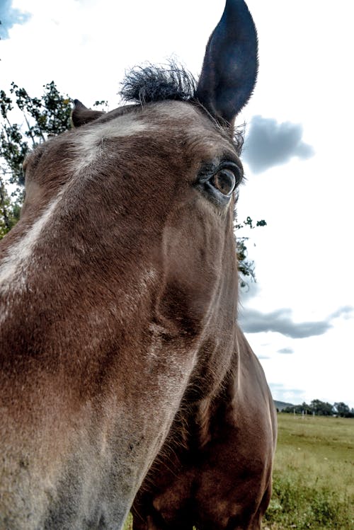 Fotos de stock gratuitas de caballo, caballo castrado, campo