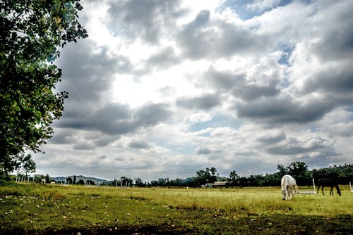 Белый скот, идущий по траве поля