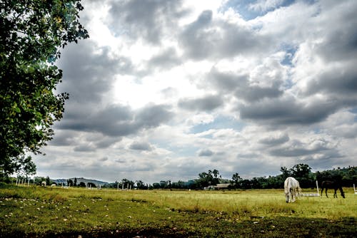 Ganado Blanco Caminando Sobre Campo De Hierba