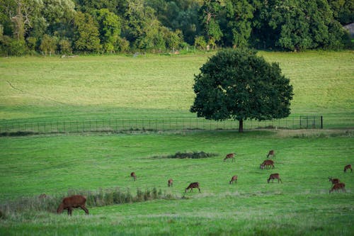 A Herd of Deer Eating Green Grass 