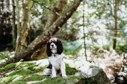 Základová fotografie zdarma na téma domácí mazlíček, les, pes