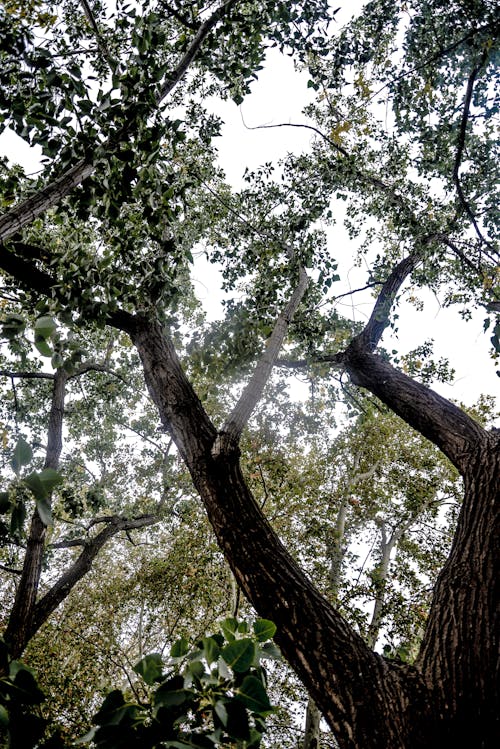 Fotos de stock gratuitas de árbol, arboles, madre naturaleza