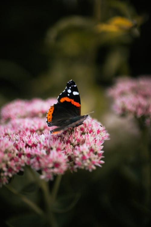 Free Black Orange and White Butterfly Perched on Pink Flower Stock Photo