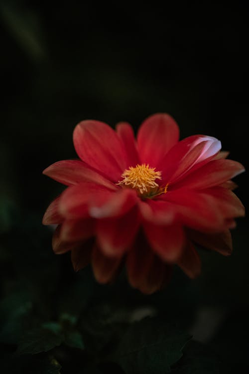 Free Dahlia Pinnata Flowers in Dark Background  Stock Photo