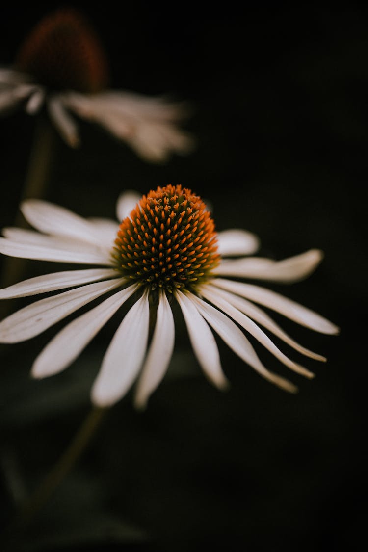 Blooming White Coneflower