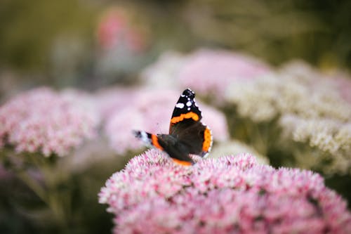 Free Black and Orange Butterfly Perched on Pink Flowers Stock Photo