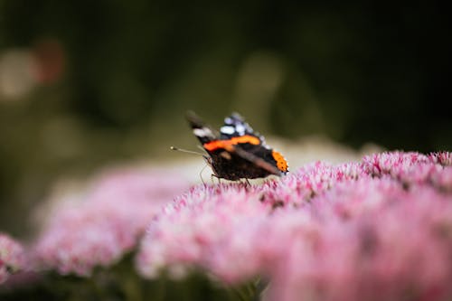 Free A Black and Orange Butterfly Perched on a Purple Flower   Stock Photo
