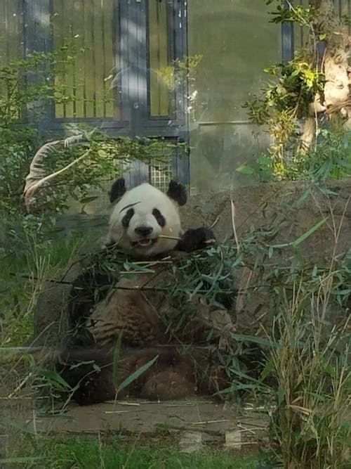 Kostnadsfri bild av jättepanda