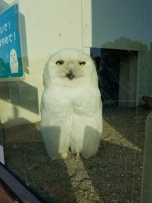 Free stock photo of snowy owl