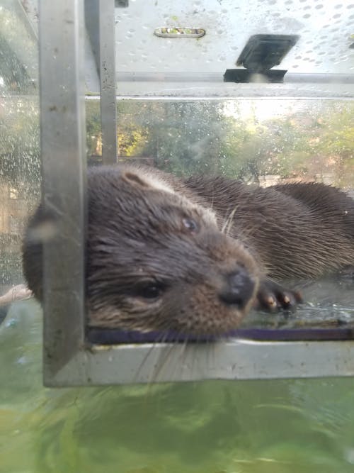 Free stock photo of otter