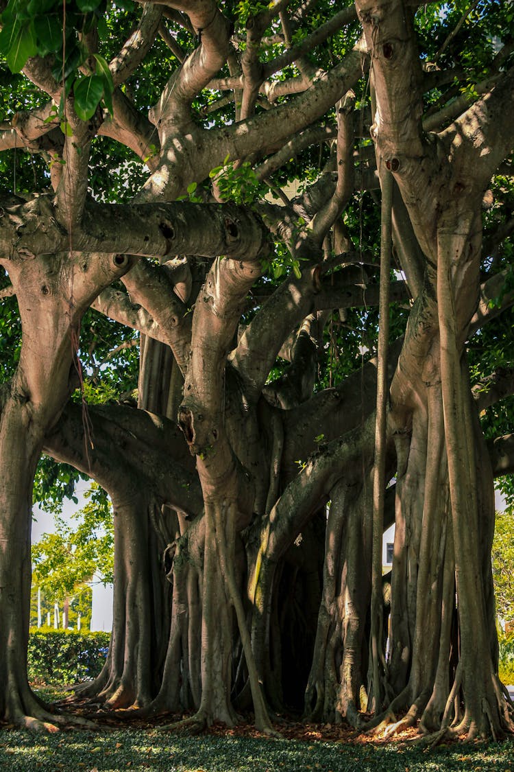 A Large Banyan Tree