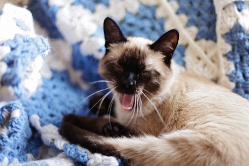 Chat Brun Couché Sur Un Textile Tricoté