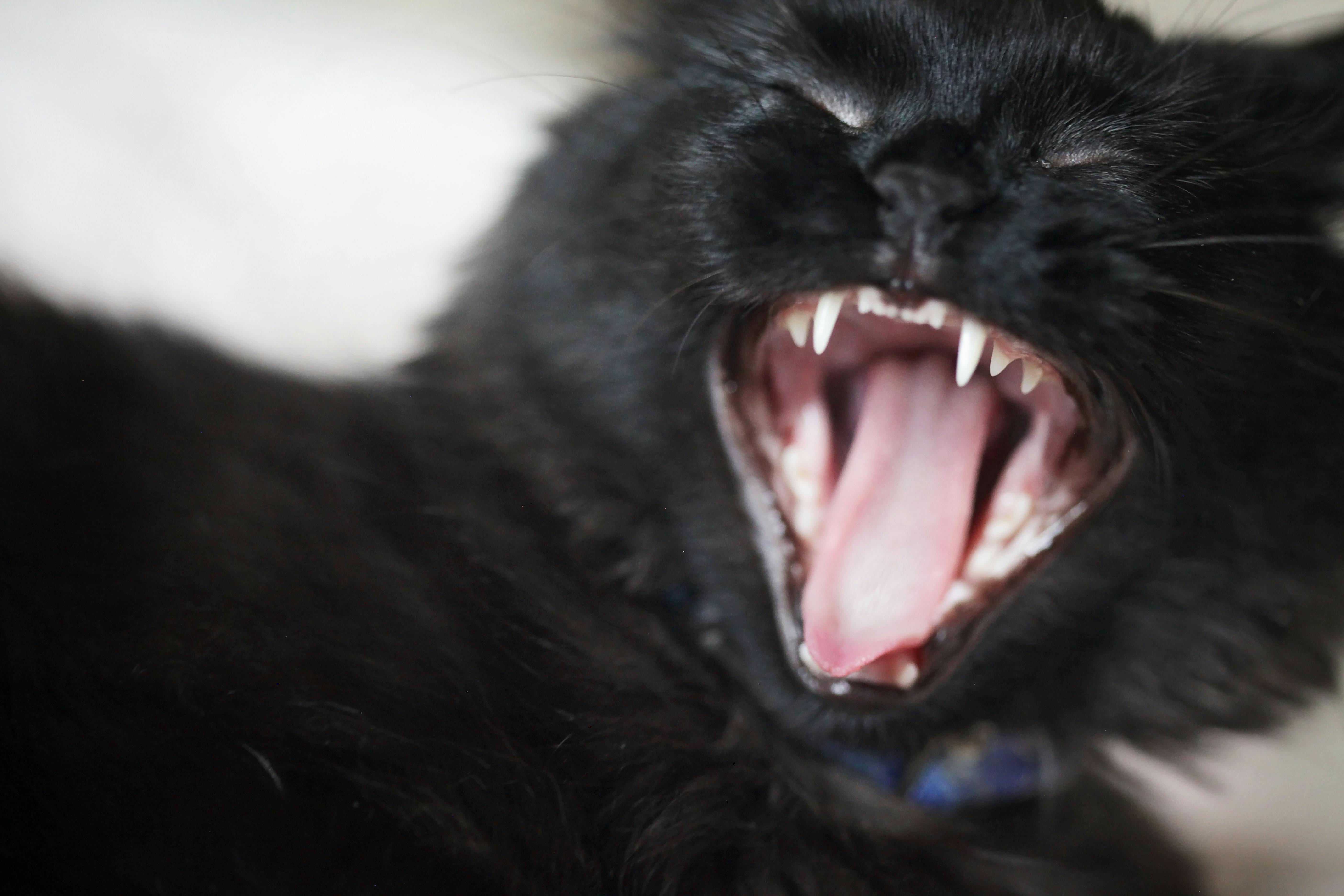 Free stock photo of black cat, cat, cat yawning