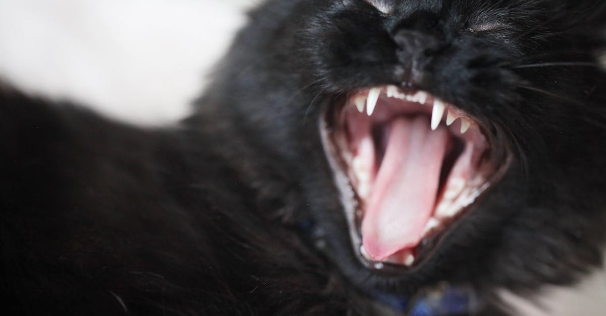 Free stock photo of black cat, cat, cat yawning