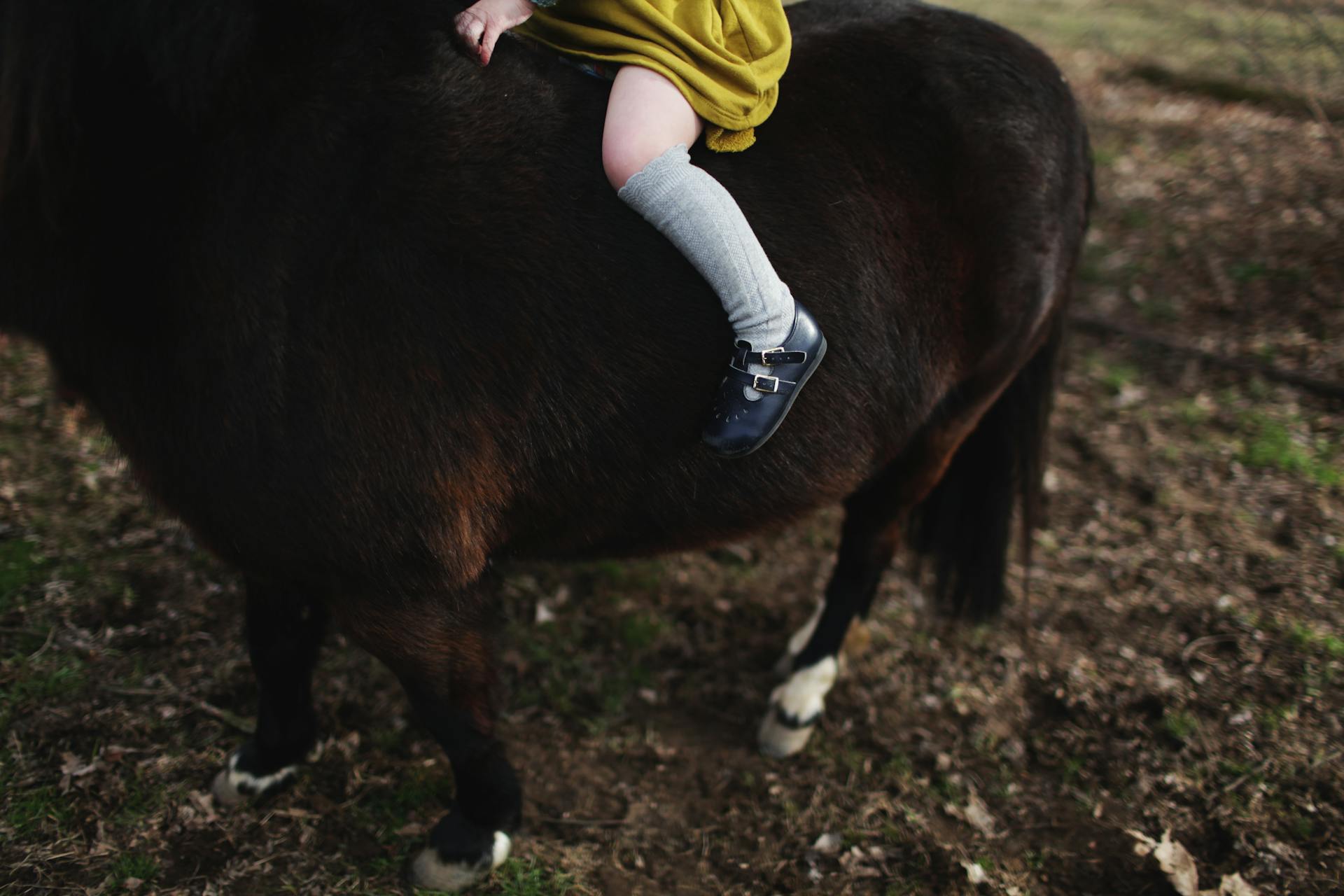 Crop little kid riding dark brown pony