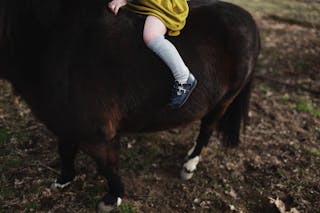 Crop little kid riding dark brown pony