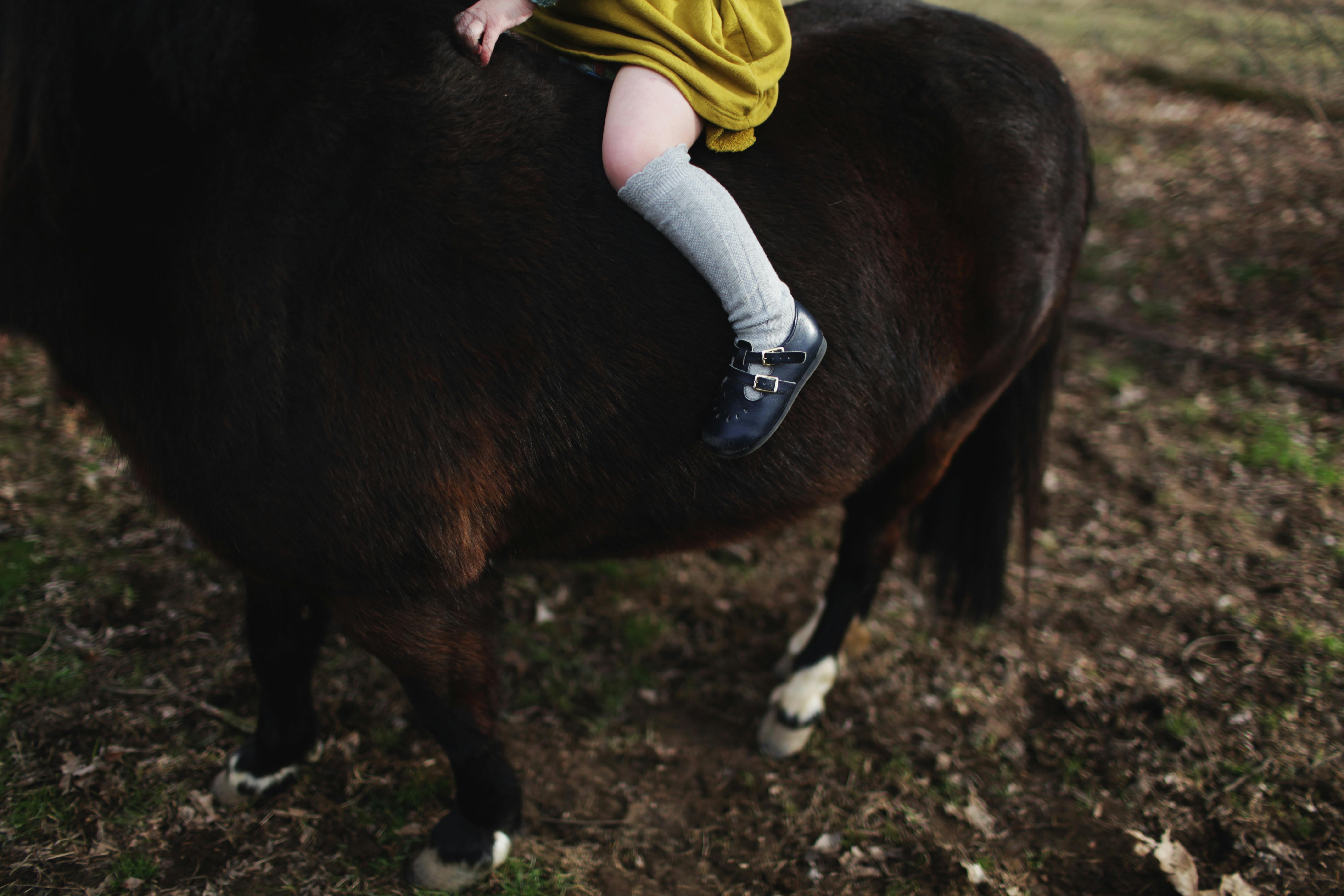 Free stock photo of farm, farm life, girl riding