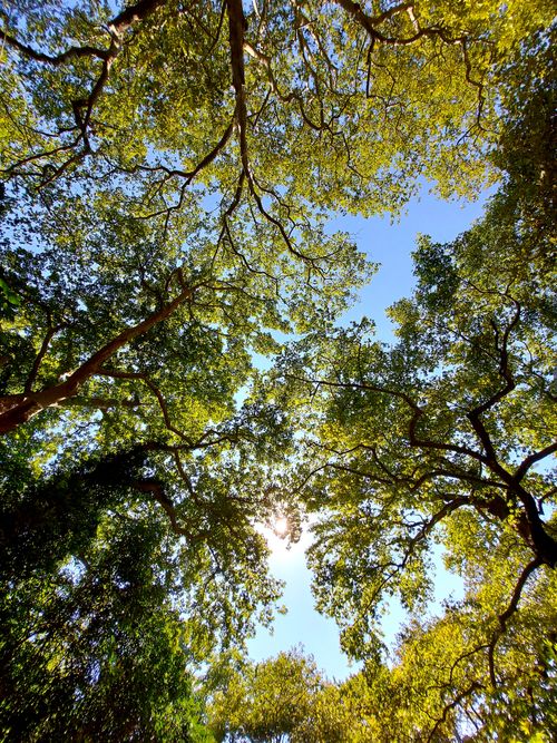 Free Capture of sunlight filtering through lush tree branches against a blue sky in Larisa, Greece. Stock Photo