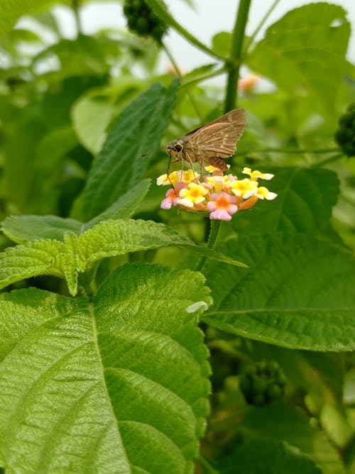 Foto profissional grátis de borboleta, flor, flor desabrochando