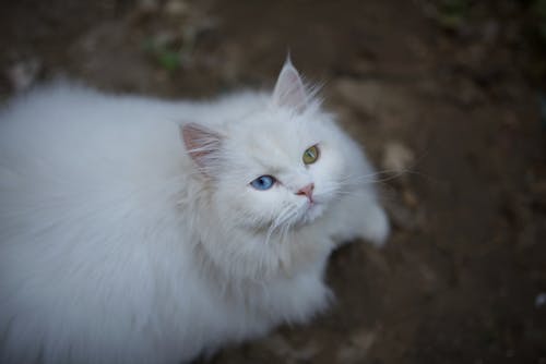 Beyaz kedi, çok sevimli, gözler içeren Ücretsiz stok fotoğraf