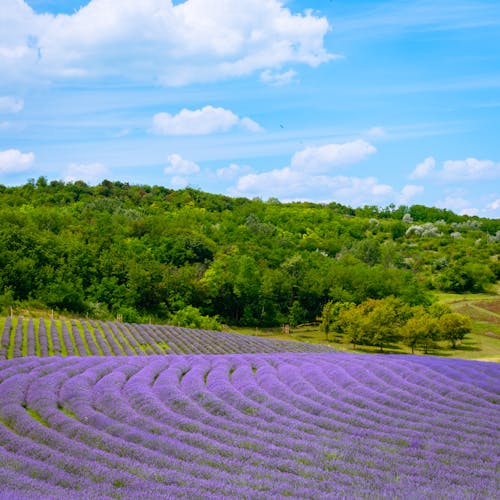  Aerial Shot of a Flower Field