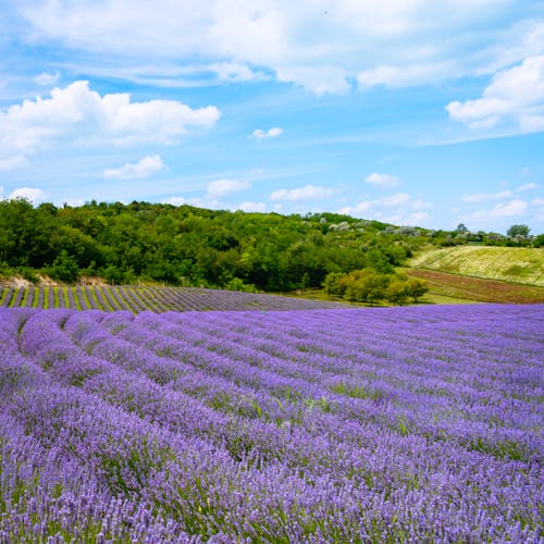 Lavender Field Under Blue Sky