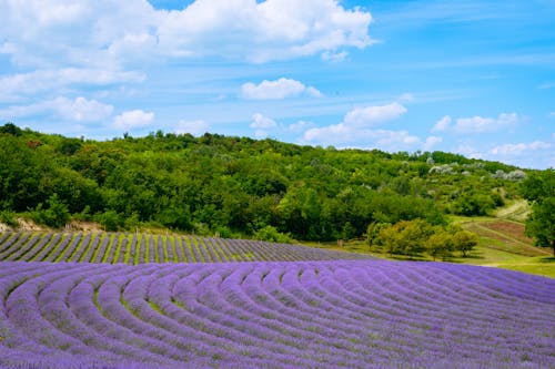 Aerial Shot of Purple Flowers in the Farm Field