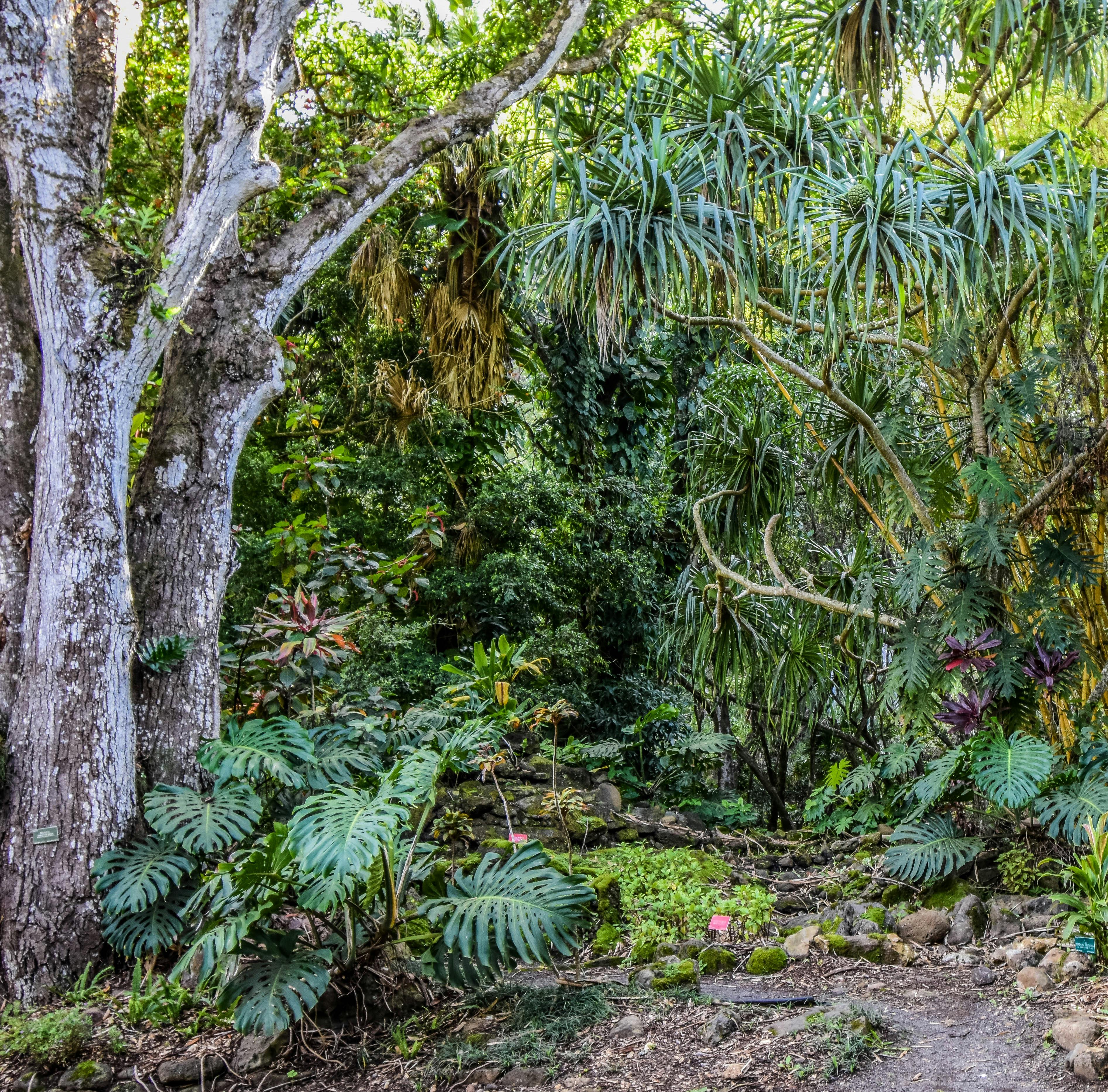Free stock photo of fern, forest path, green