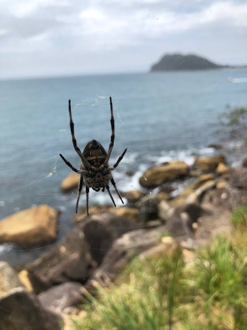 Foto d'estoc gratuïta de natura