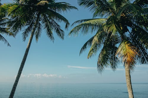 Two Coconut Trees Near Sea