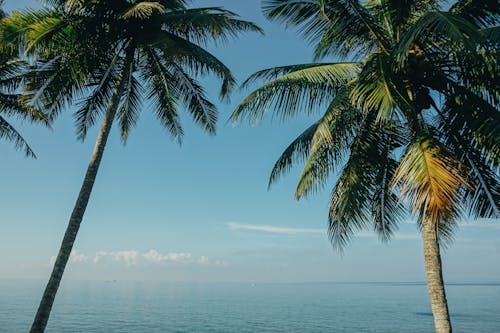 Free Two Coconut Trees Near Sea Stock Photo