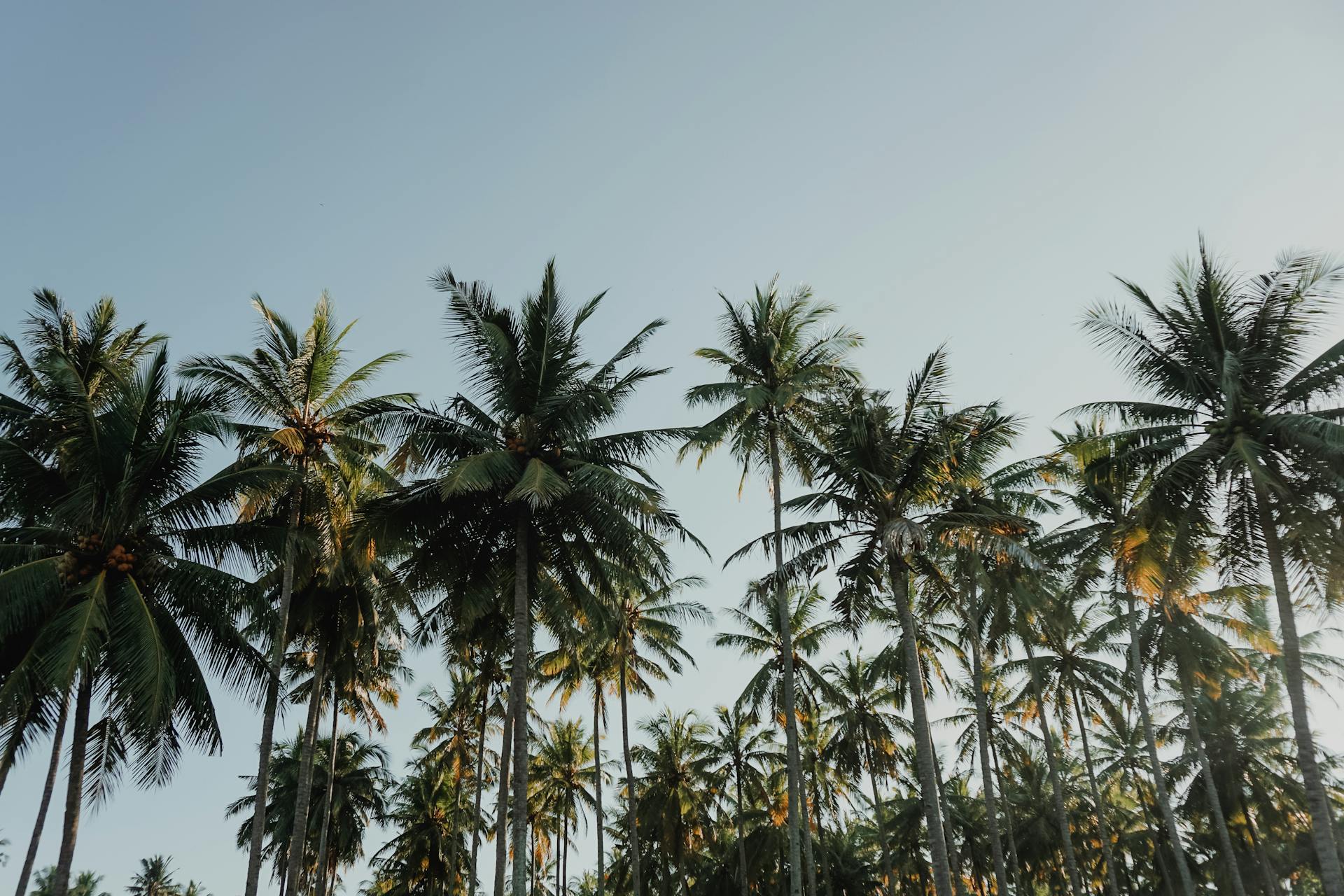 Coconut Trees Under Blue Sky at Daytime