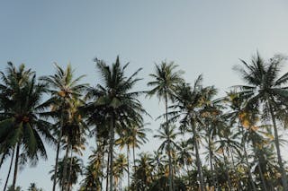 Coconut Trees Under Blue Sky at Daytime