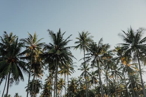 Free Coconut Trees Under Blue Sky at Daytime Stock Photo